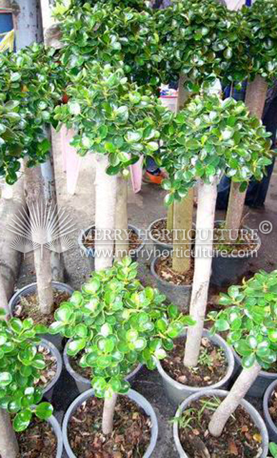 Ficus Macrophylla Bonsa